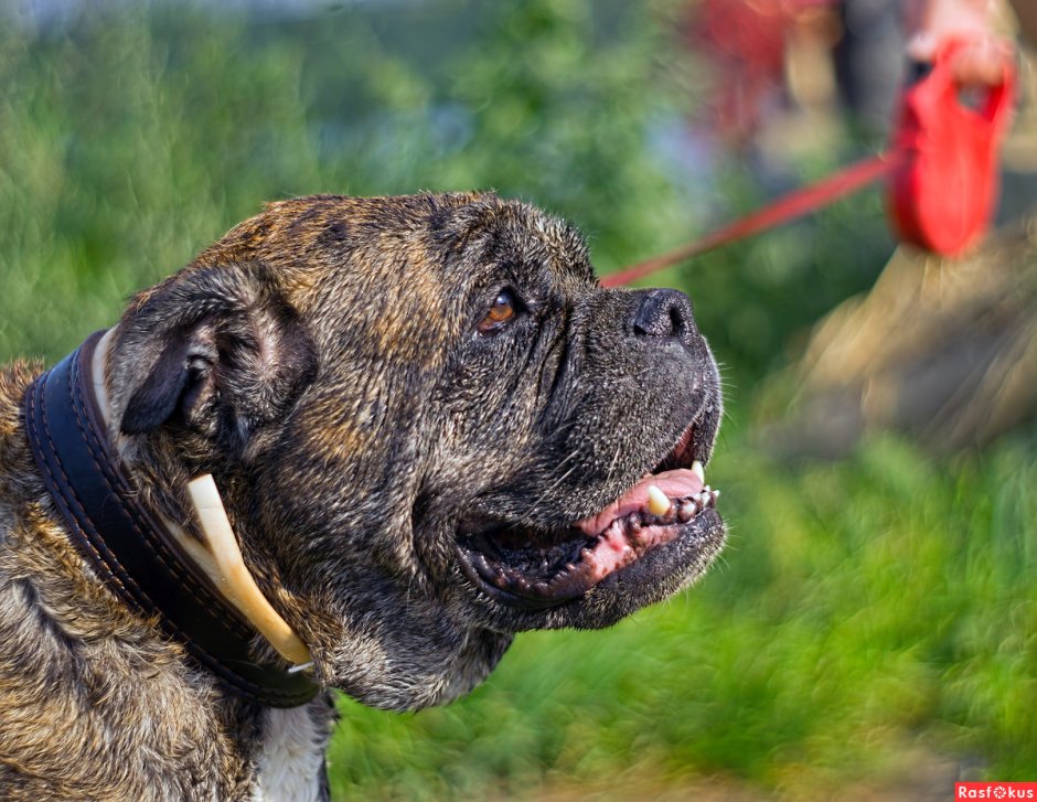 Хаунд собака Баскервилей