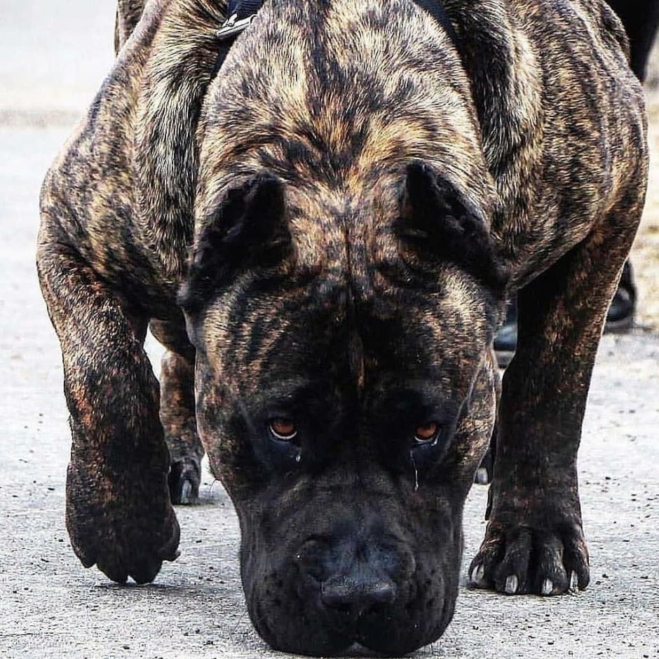 Канарский дог