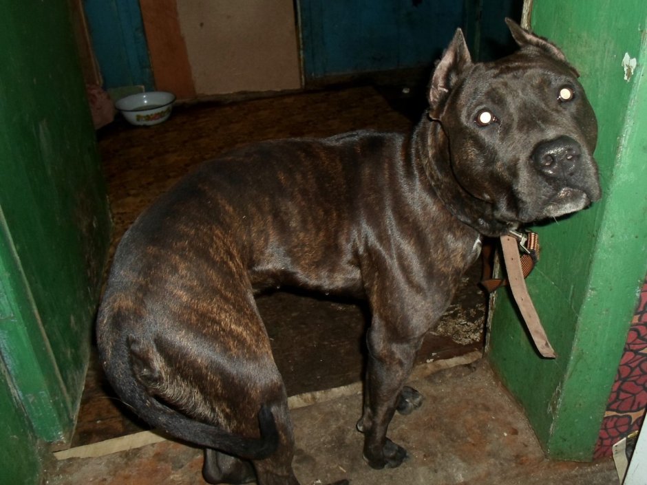 Собака Баскервилей порода