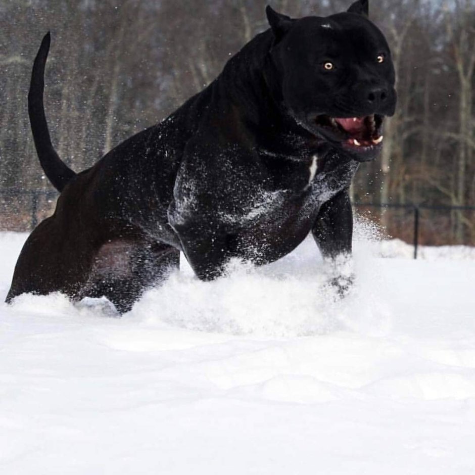 Канарский дог злой оскал опасные породы