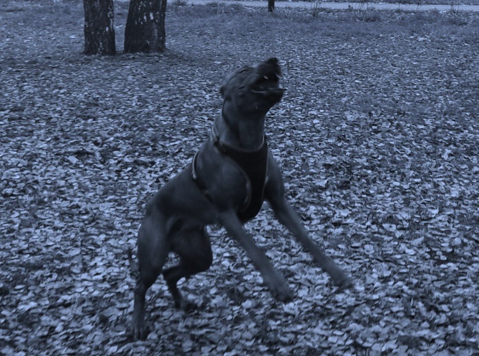 Самая страшная собака в мире