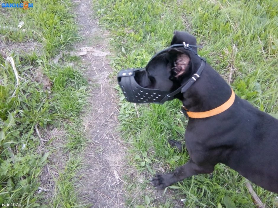 Баскервили собака в реальной жизни