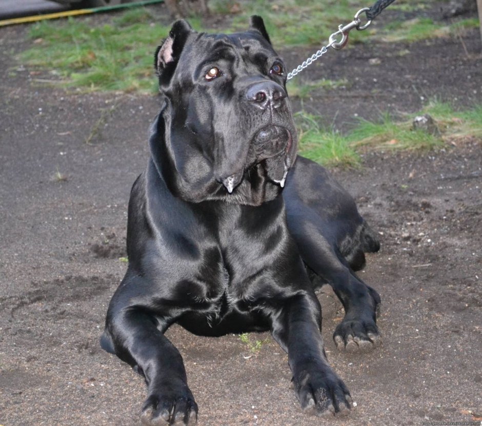 Ирландский волкодав и алабай