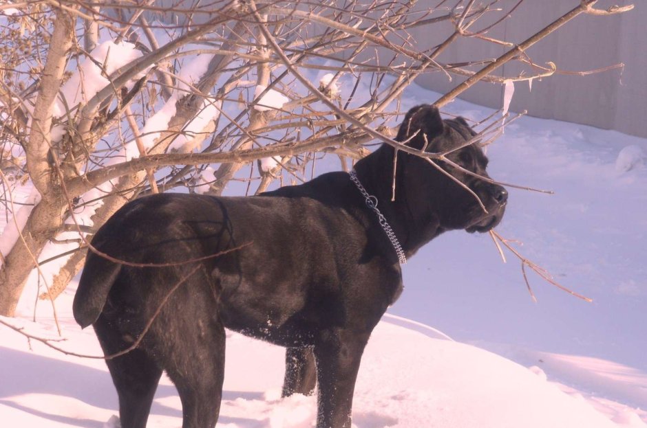 Кане-Корсо Баскервилей