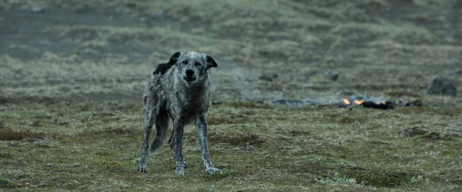 Гончая Баскервилей