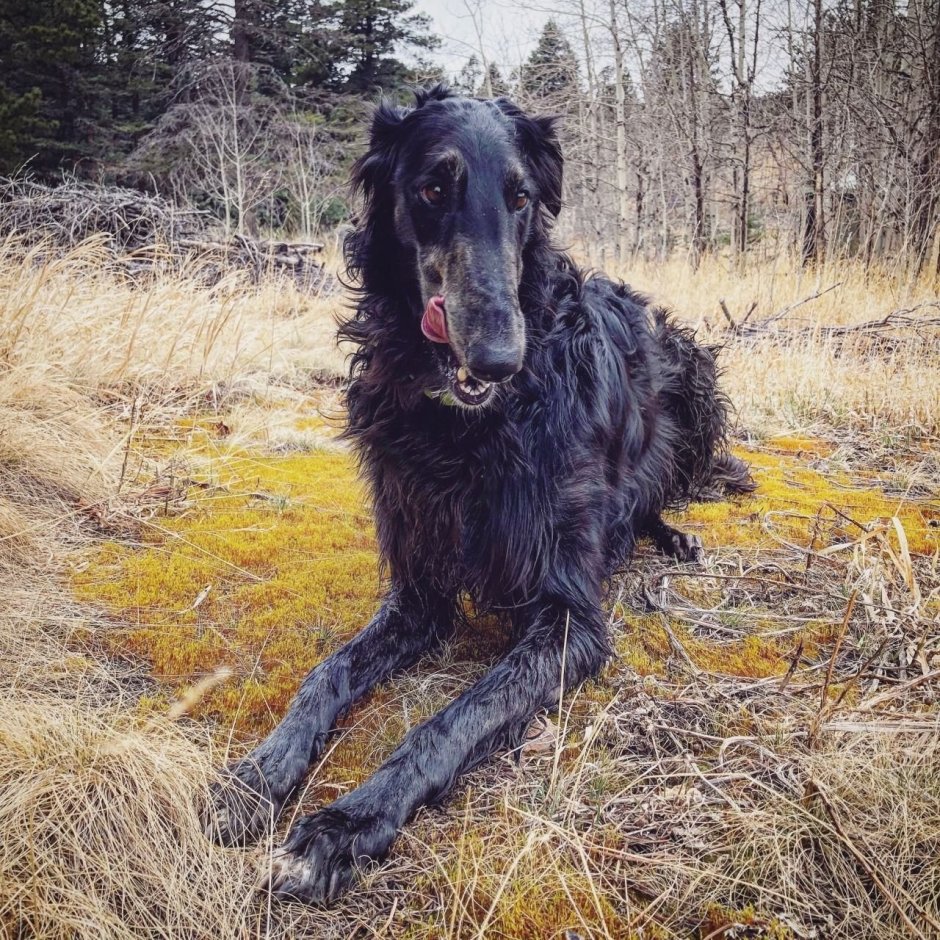 Собака Баскервилей порода