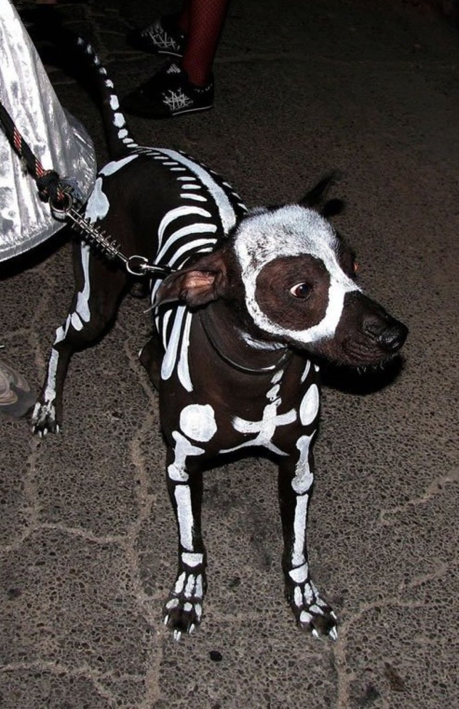 Хаунд гигантский Баскервилей Шерлок