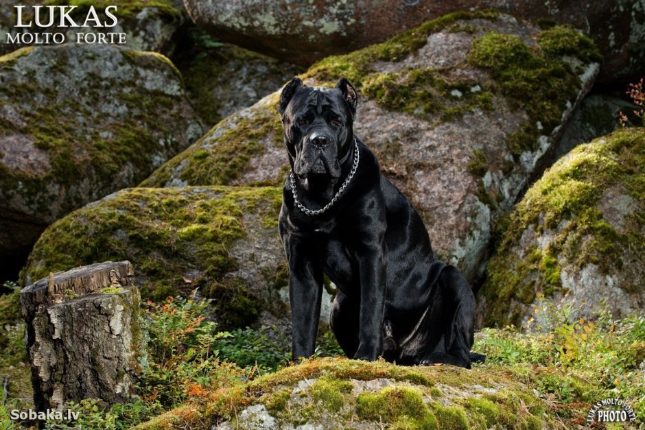 Американский стаффордширский терьер что рный