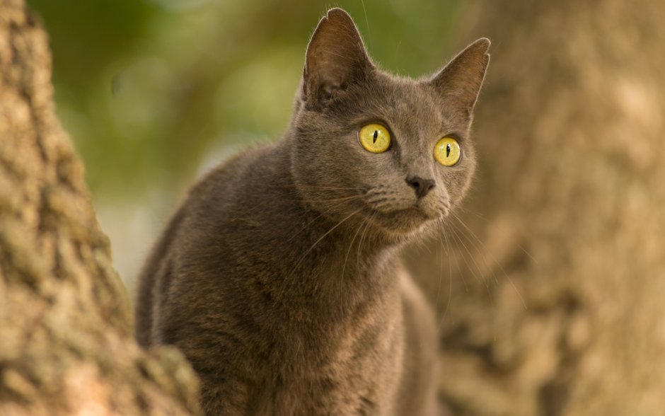 Светло коричневая кошка