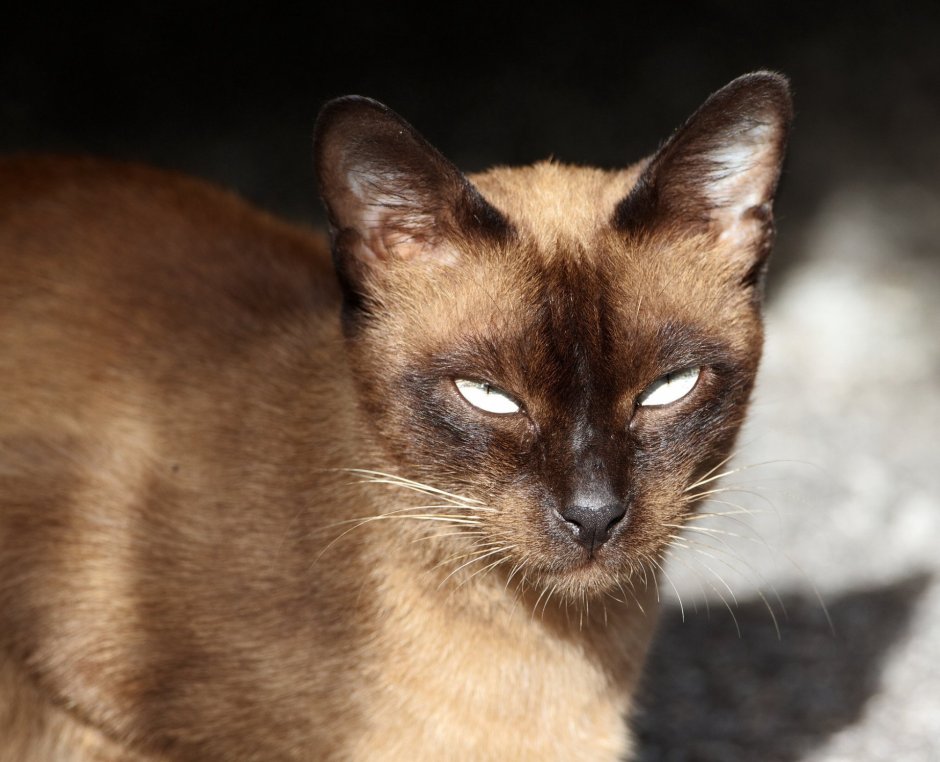 Сиамский кот коричневый