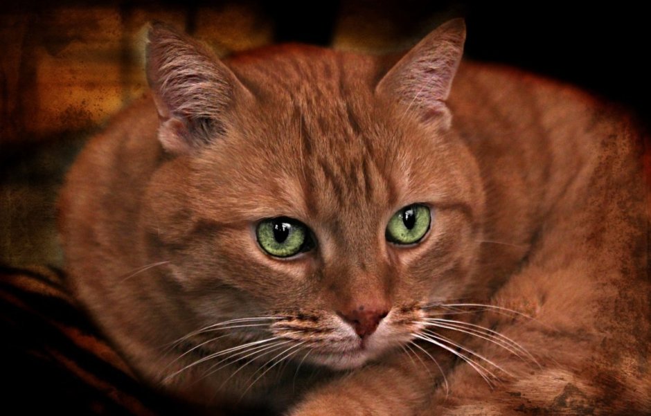 Рыжая кошка