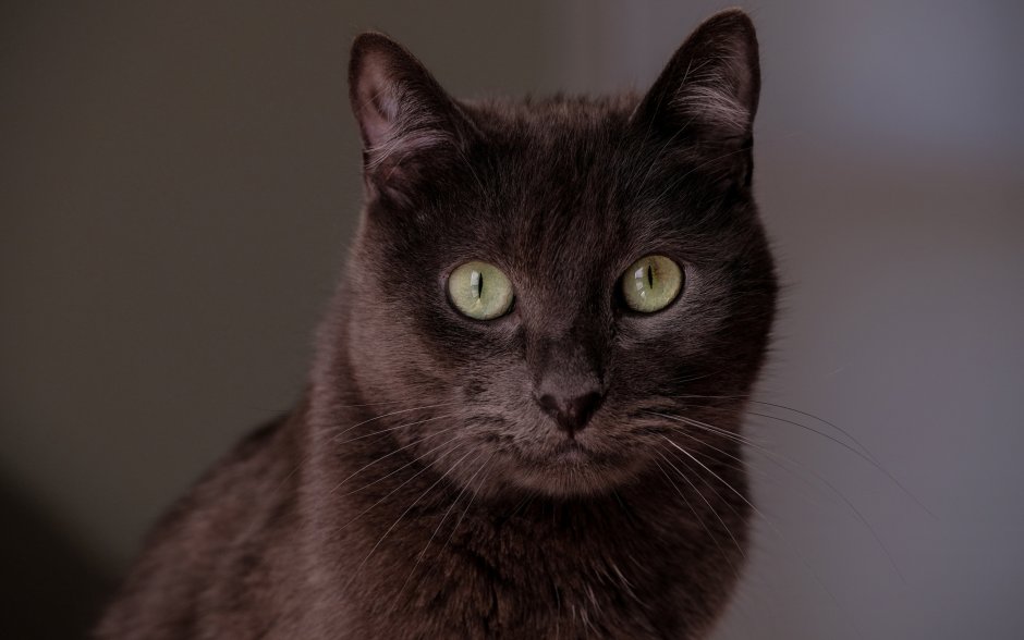Фотопортреты котов