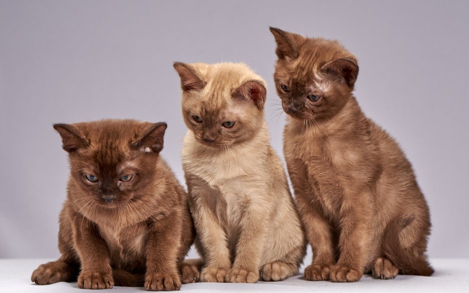 Бурманская кошка котята
