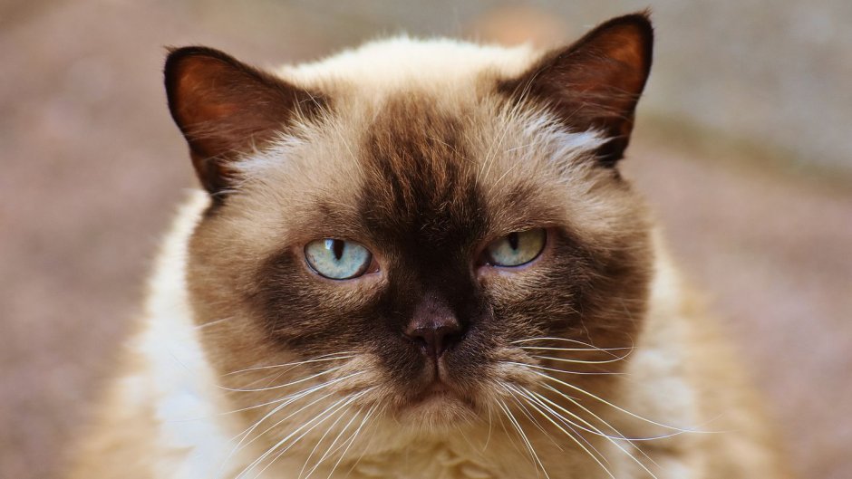 Сиамская кошка