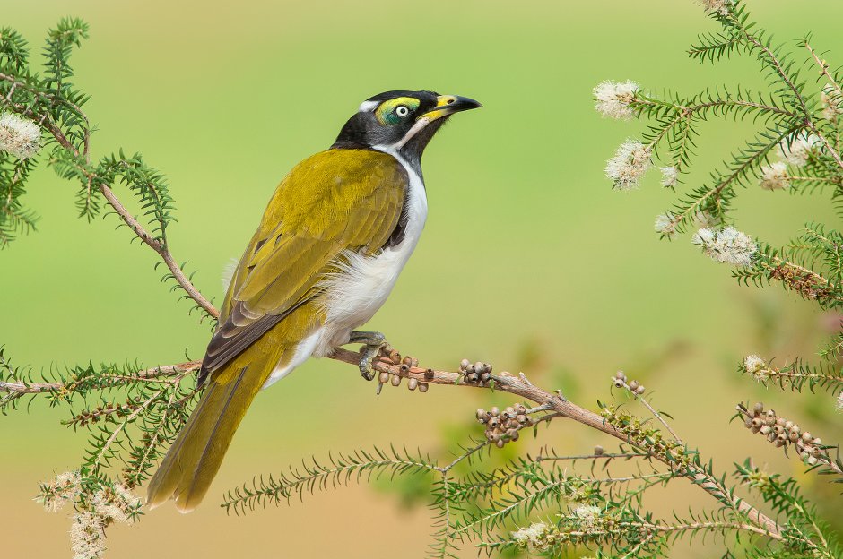 Emberiza sulphurata птица