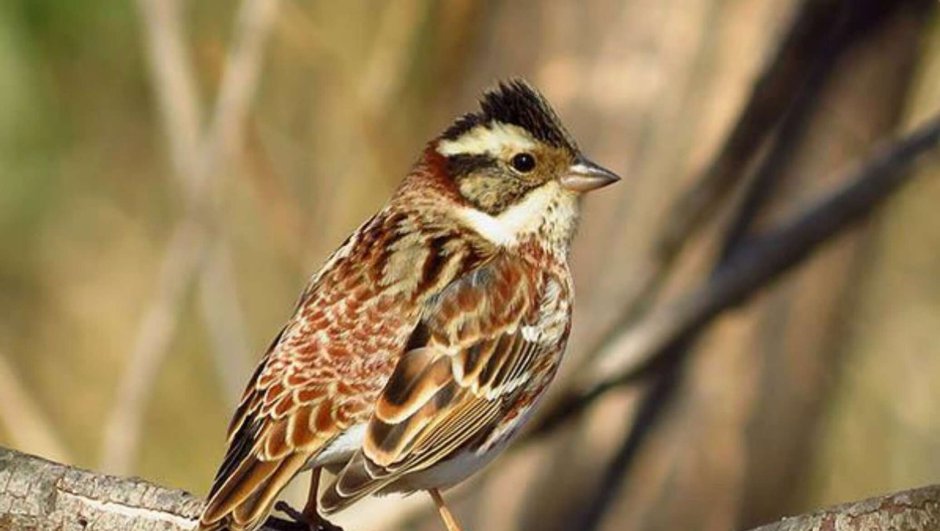 Emberiza cirlus