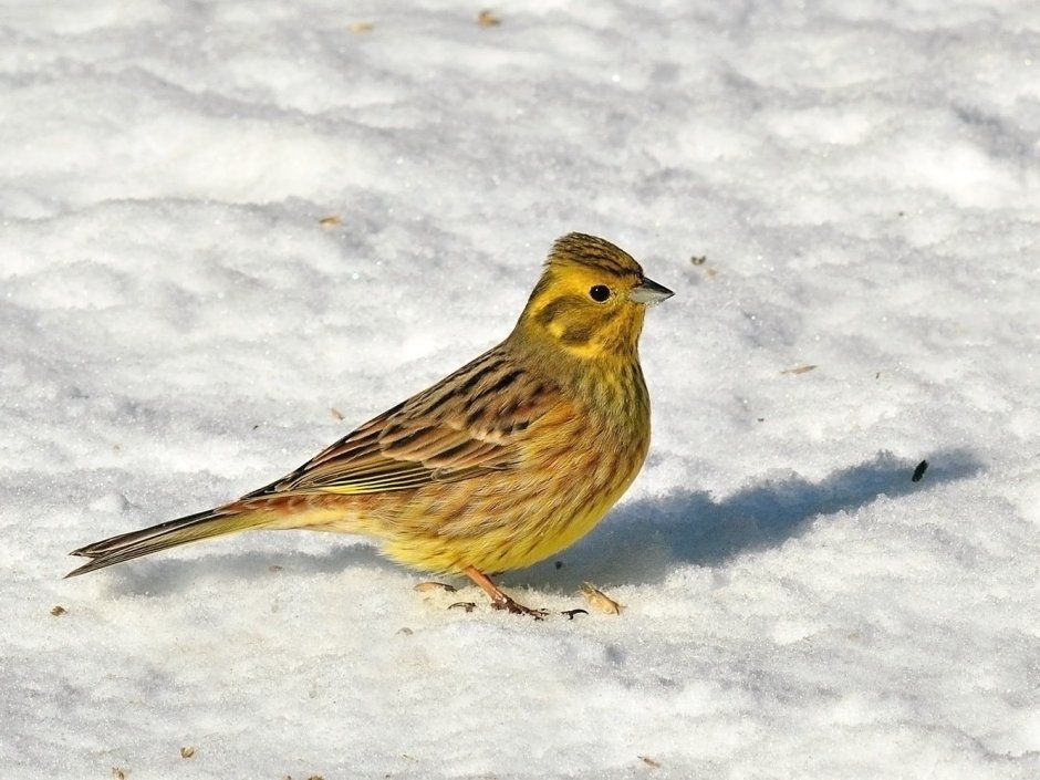 Овсянка-Ремез Emberiza Rustica