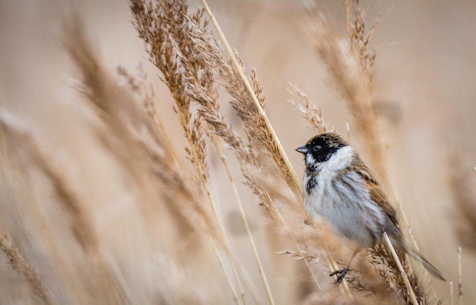 Cane Oatmeal Bird