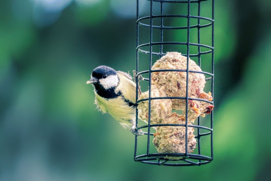 Emberiza spodocephala