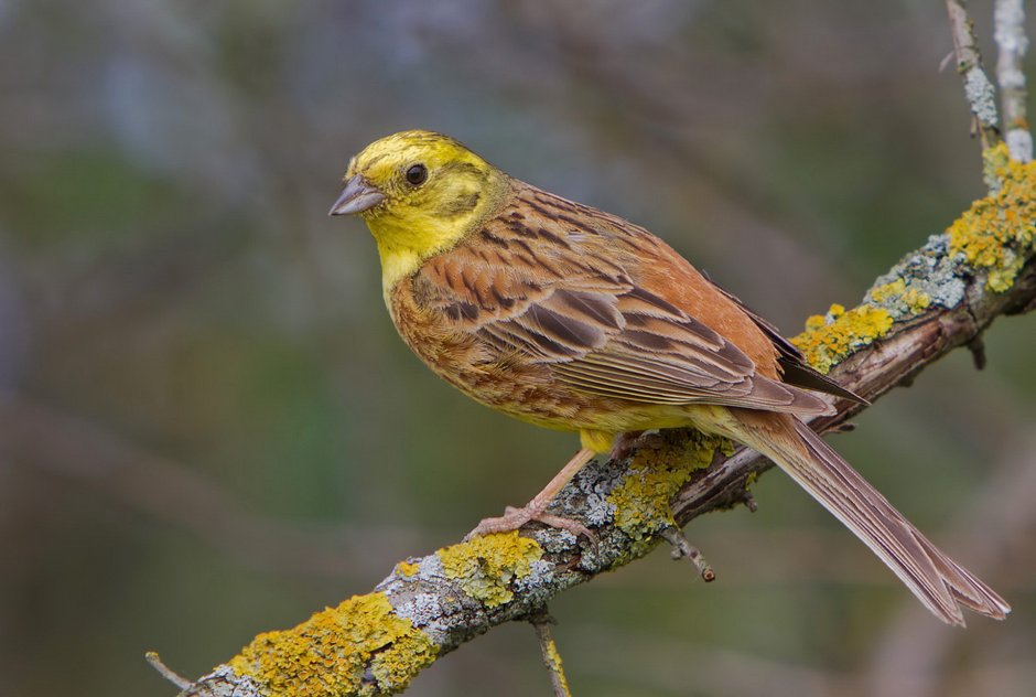 Садовая овсянка (Emberiza hortulana) — уязвимый вид