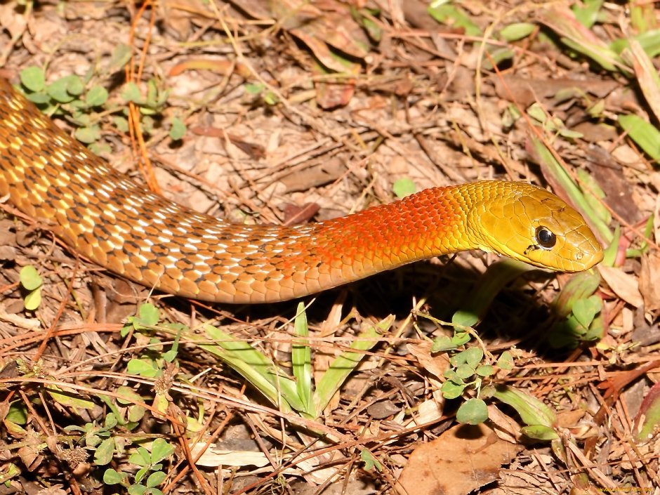 Rhabdophis subminiatus