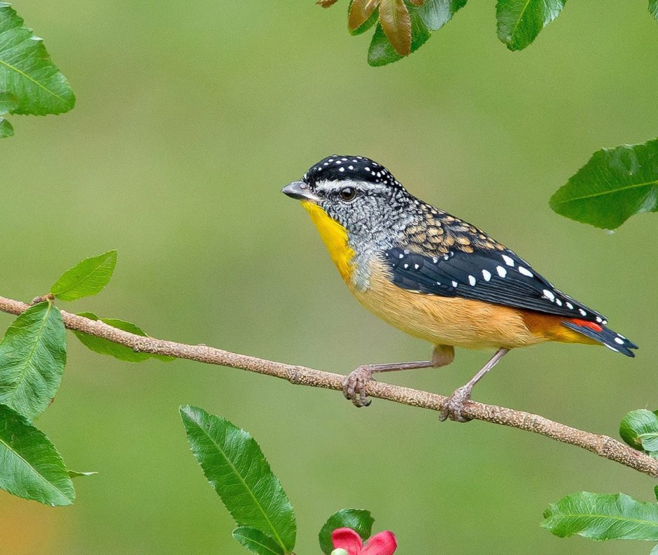 Птица spotted Pardalote