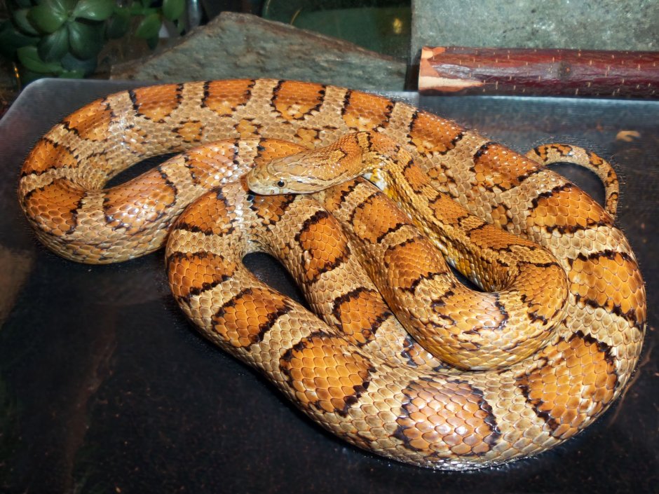 Маисовый полоз карамель