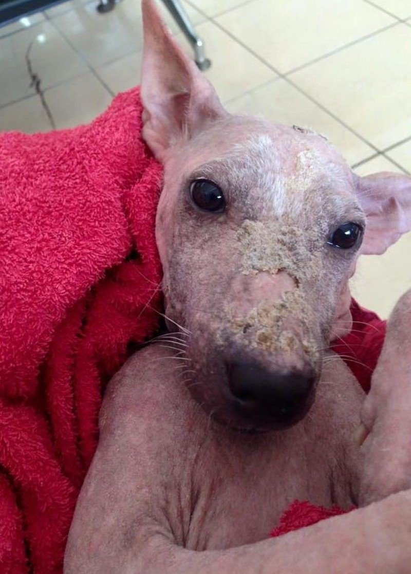 Китайская хохлатая сутулая