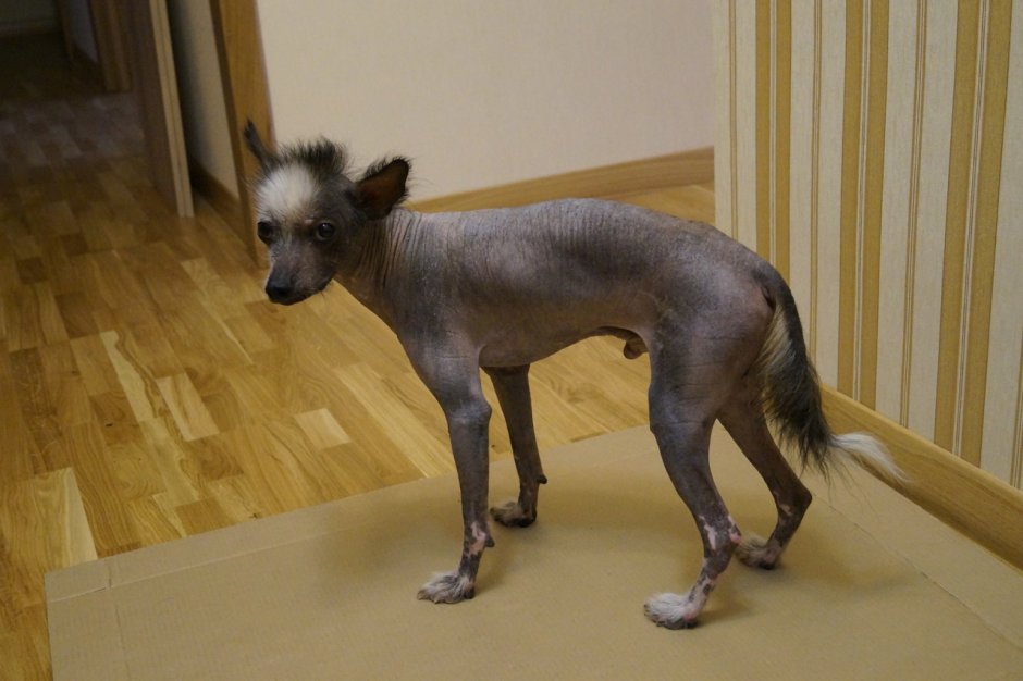 Шишколобый Гнидодав