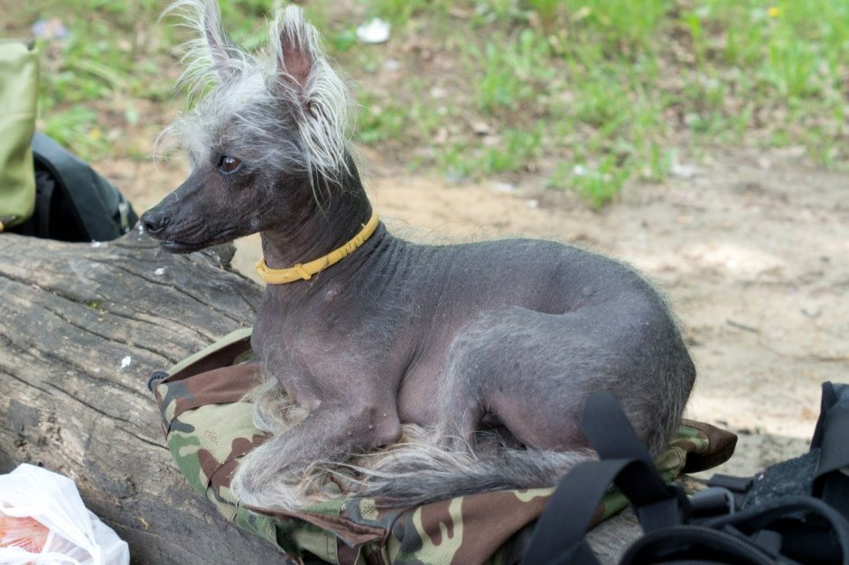 Египетская собака ксолоитцкуинтли