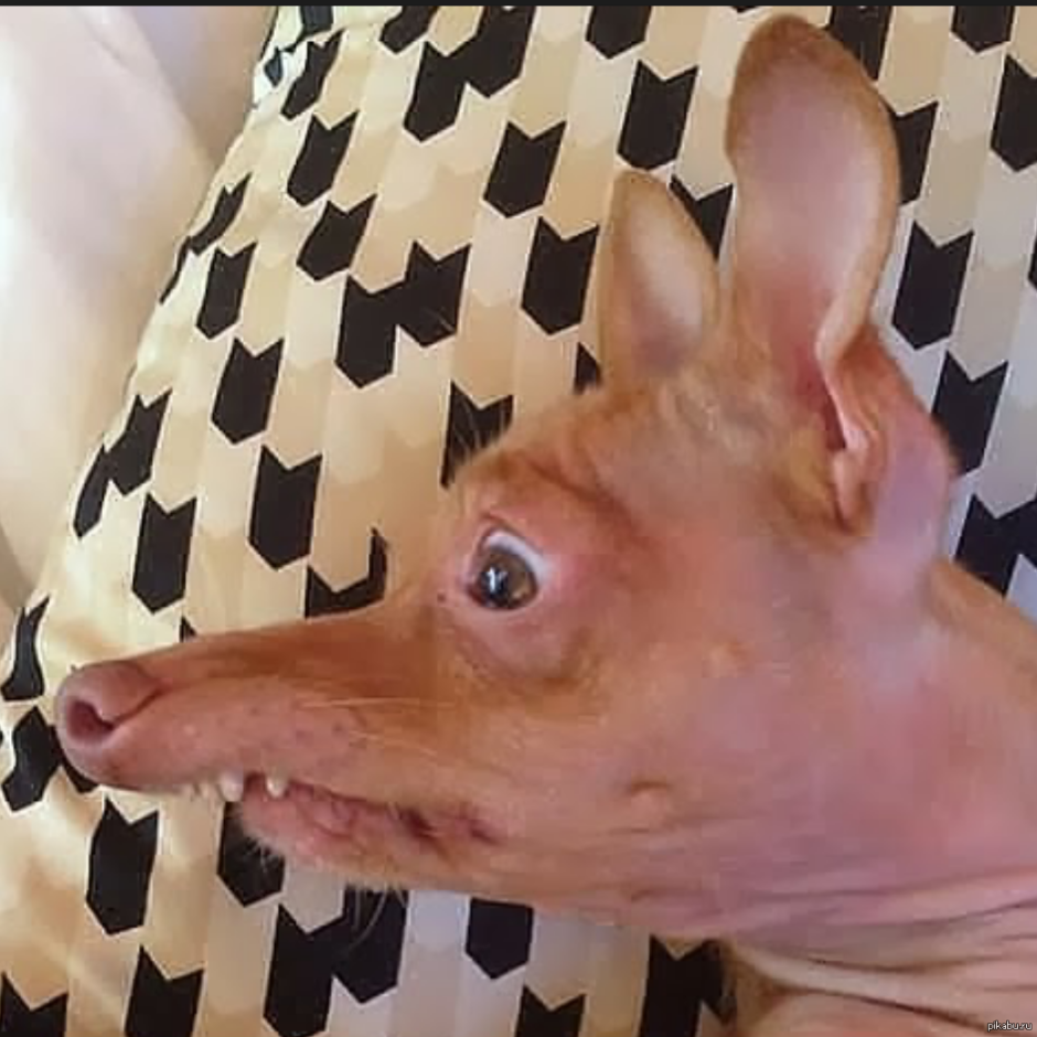 Мексиканская хохлатая собака пуховая