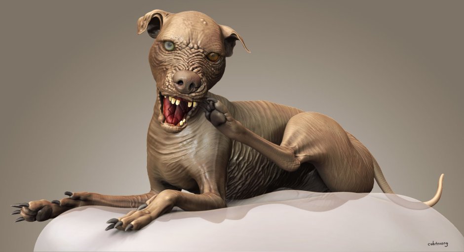 Маленькая лысая собачка