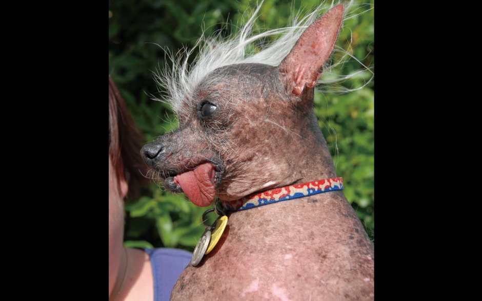 Египетская собака ксолоитцкуинтли