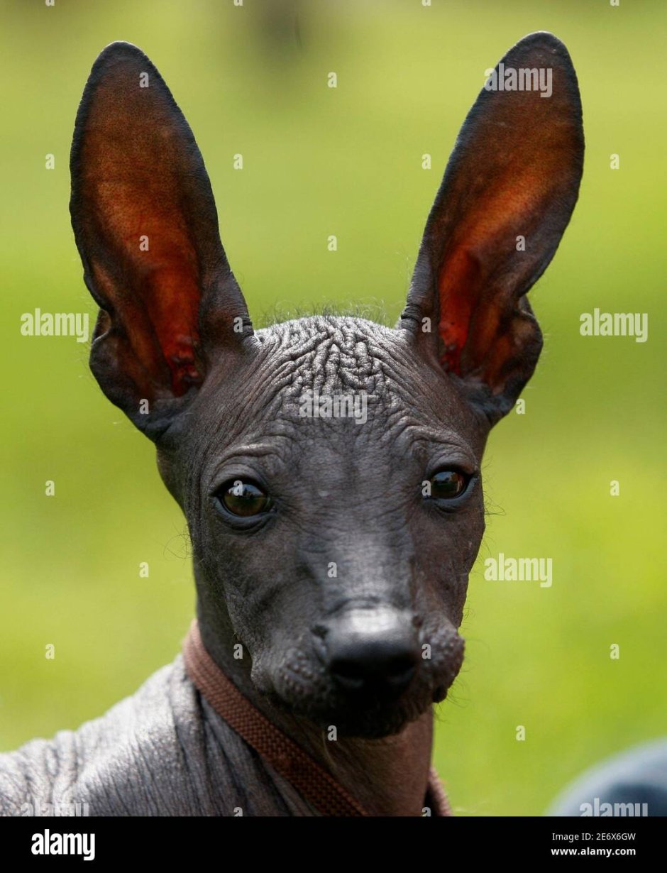 Китайская хохлатая полностью лысая