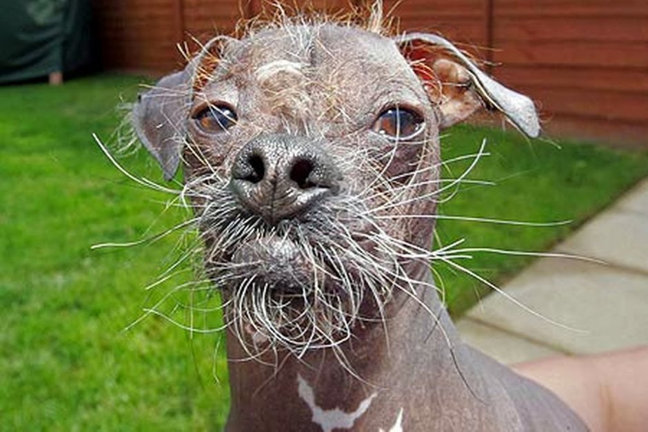 Китайская хохлатая лысая стрижка