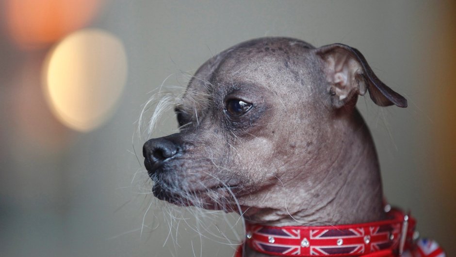 Китайская хохлатая лысая