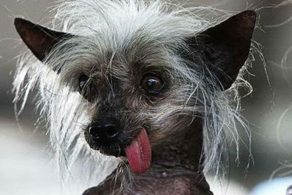 Мексиканская хохлатая собака