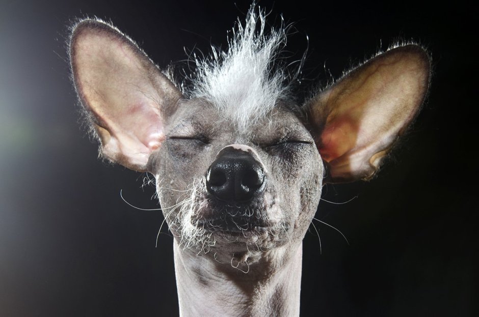 Китайская хохлатая собака злая