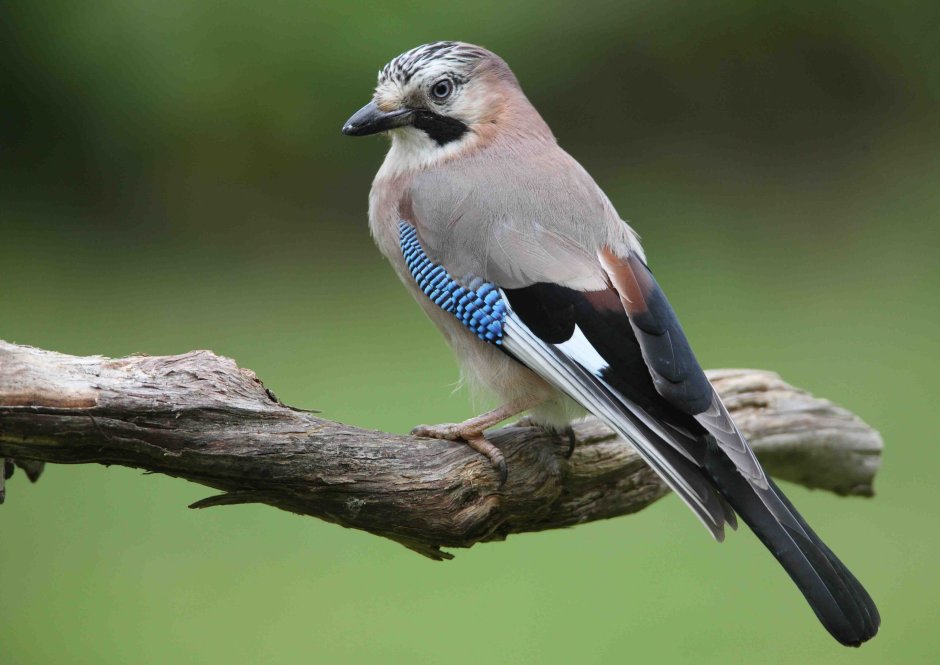 Сойка garrulus glandarius