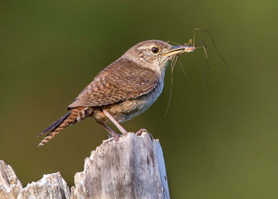 Prairie Wren отзывы