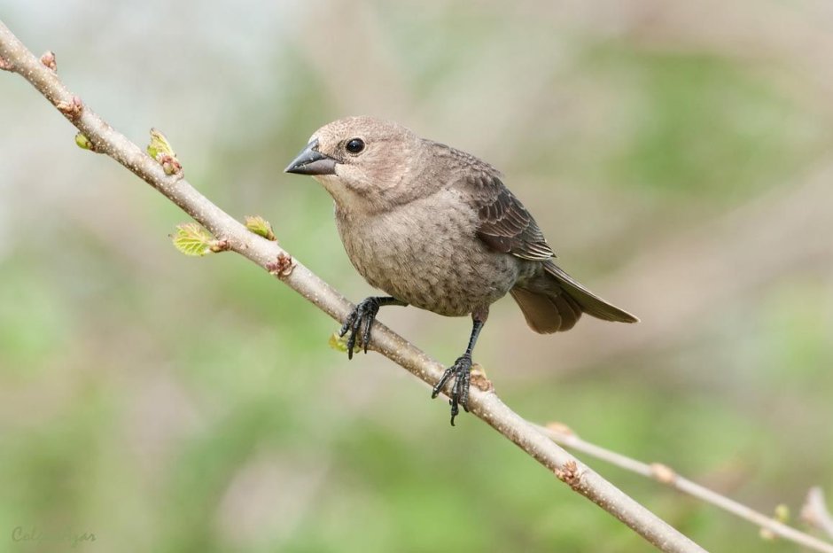 Cowbird перевод