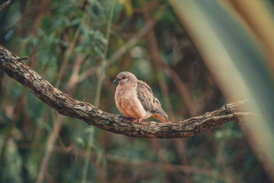 Brown Bird