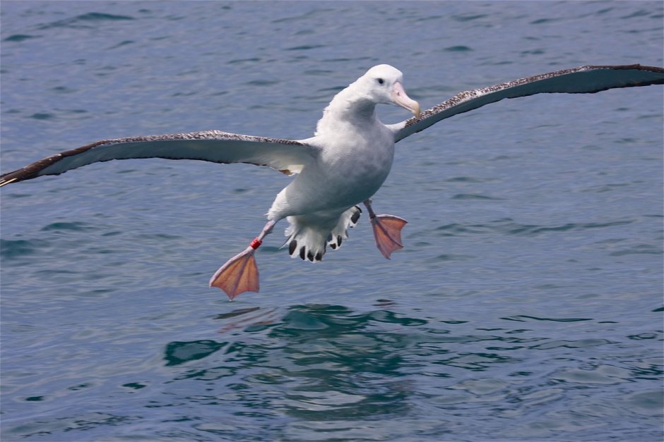Птицы черного моря Альбатрос