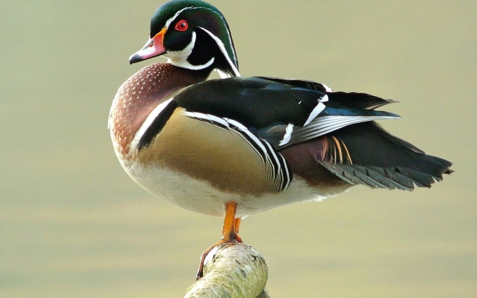Wood Duck