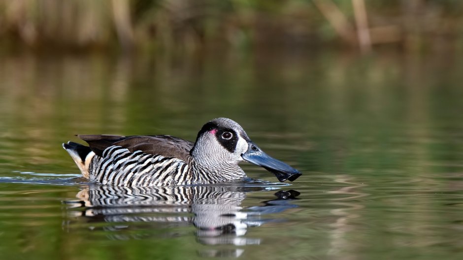 Malacorhynchus membranaceus