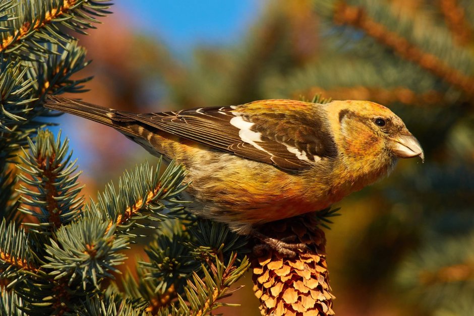 Loxia leucoptera белокрылый Клест