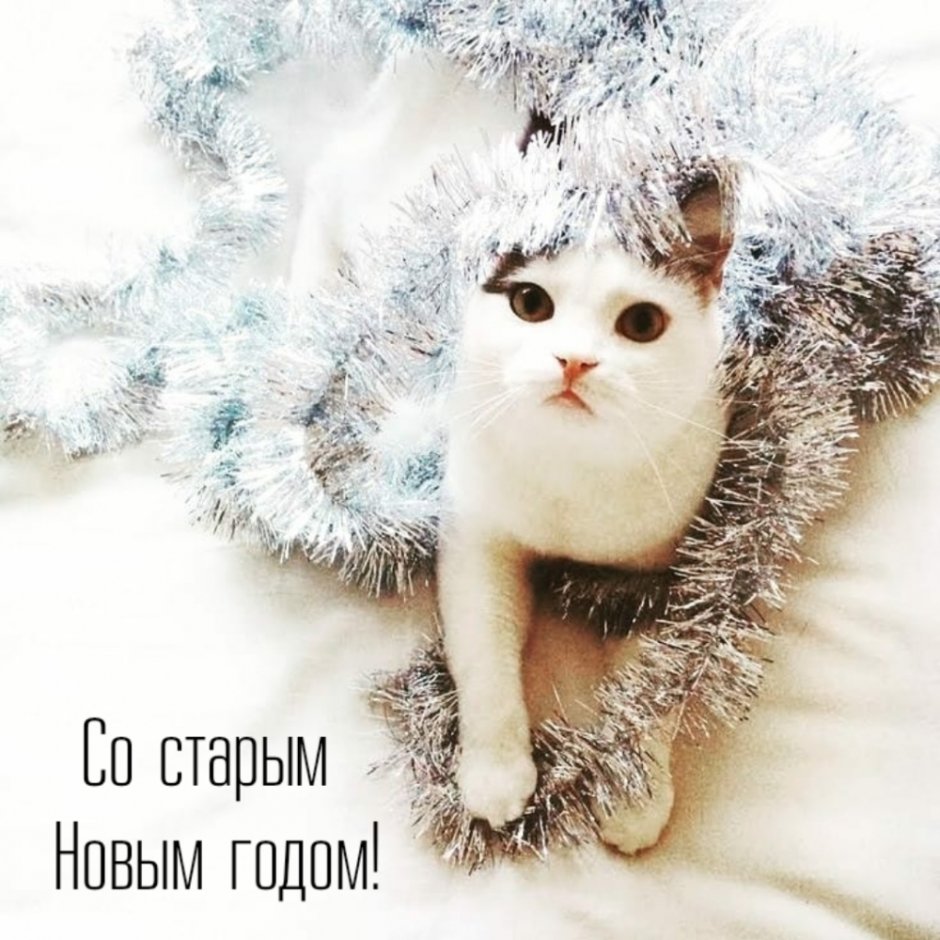 Милые новогодние котики