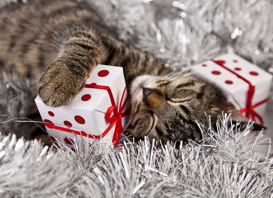 Новый год коты