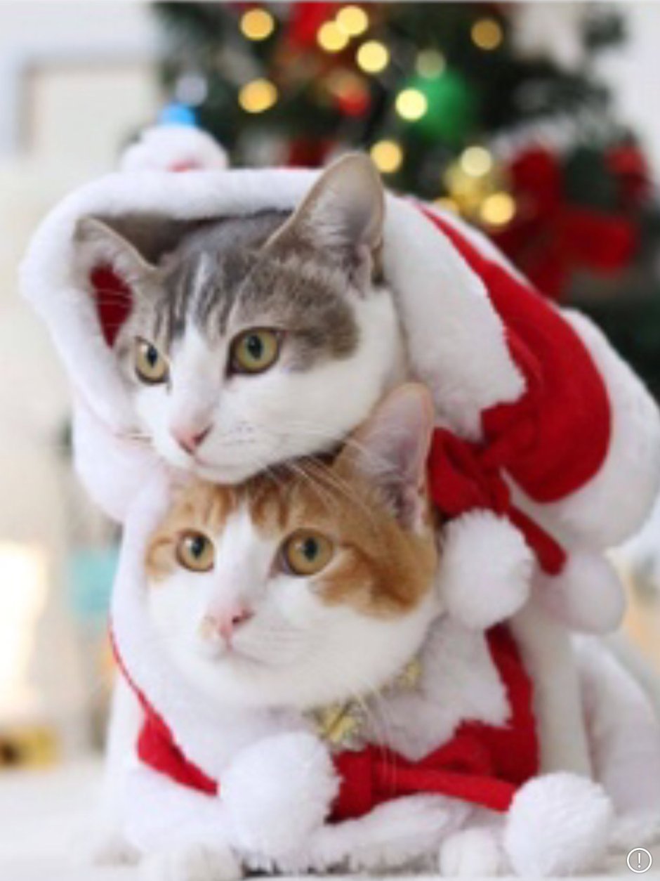 Новогодняя кошечка