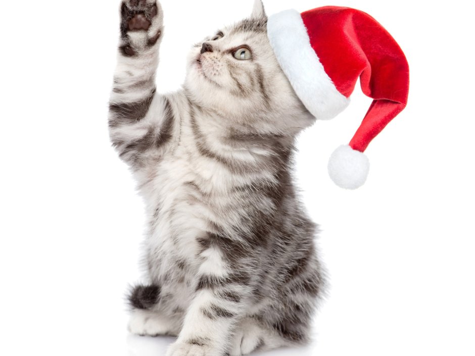 Котик в новогодней шапке
